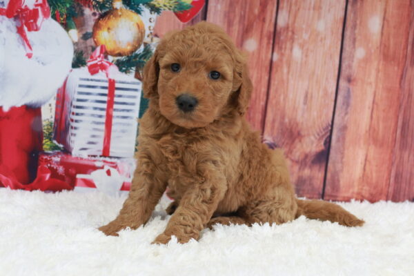 We Have Goldendoodle Puppies For Sale Near Virginia.