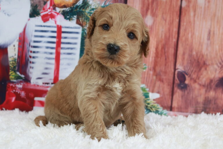 We Have Goldendoodle Puppies For Sale Near Georgia.