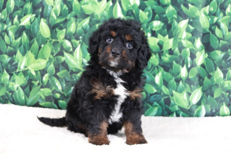 We Have Bernedoodle Puppies For Sale Near Alabama.