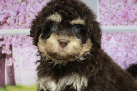 We Have Bernedoodle Puppies For Sale Near California.