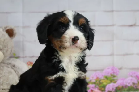 We have mini Bernedoodle puppies for sale near Georgia.