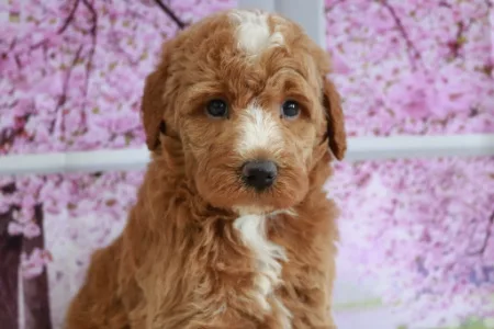 We have Goldendoodles for sale near California.
