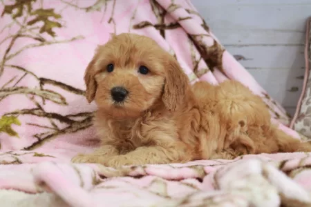 We have Goldendoodle puppies for sale near Alabama.