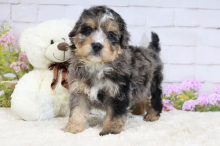 We have mini Bernedoodle puppies for sale near Kentucky.
