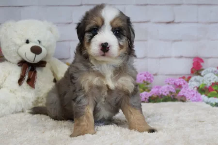 We have mini Bernedoodles for sale near Michigan.