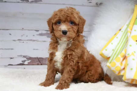 We have Goldendoodle puppies for sale near Kentucky.