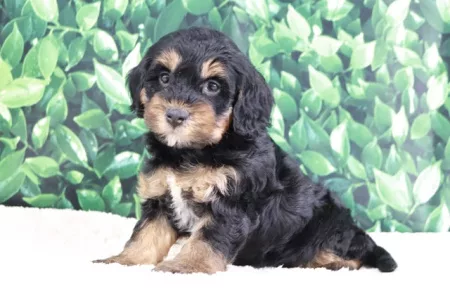 We have mini Bernedoodle puppies for Sale in Ohio.