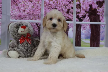 We have mini Labradoodle puppies for Sale in Ohio.