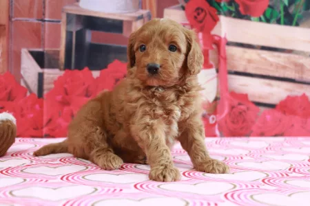 We have Goldendoodles for sale near Tennessee.