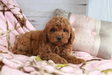 We have Goldendoodle puppies for sale near Pennsylvania.