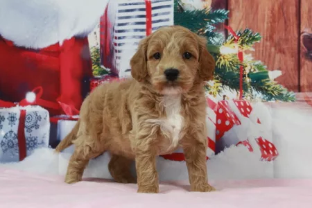 We have Goldendoodle puppies for sale in Ohio.