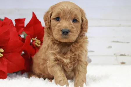 Goldendoodle Puppy By Flowers jpg
