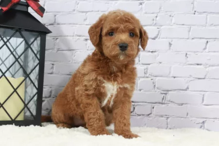 Goldendoodle Sitting By Brick Wall jpg