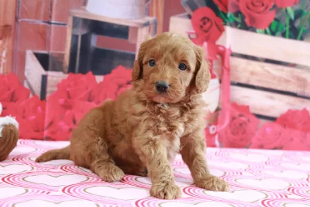 Goldendoodle With Red Background jpg