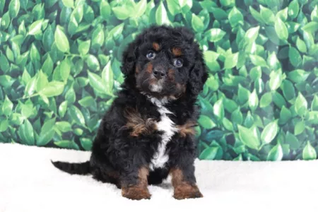 We have mini Bernedoodle puppies for sale near Alabama.