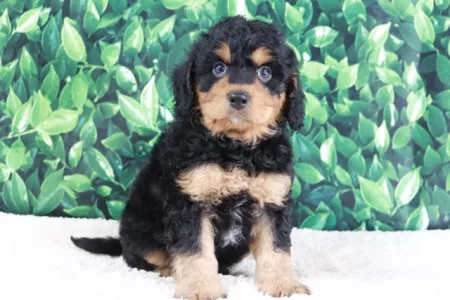 We have mini Bernedoodle puppies for sale near Virginia.