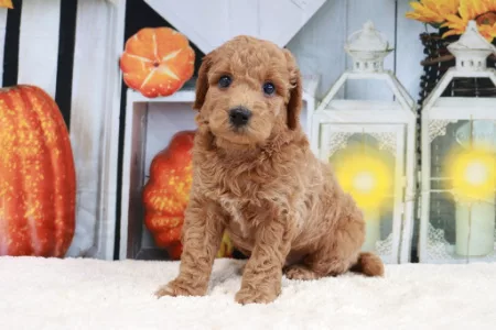 We have Goldendoodles for sale near Michigan.