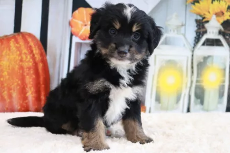 We have mini bernedoodle puppies for sale near Pennsylvania.