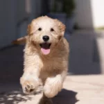 A Running Goldendoodle
