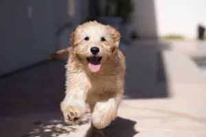 A Running Goldendoodle