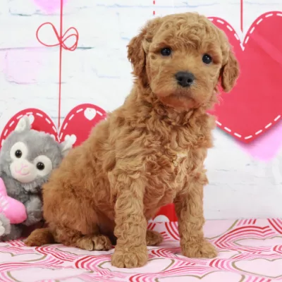 Learn why we love the doodle breeds so much here at Hidden Road Doodles.