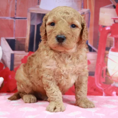 We have Goldendoodles for sale near Illinois.