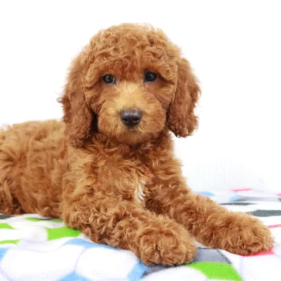 Learn why we love the beautiful goldendoodle breed!