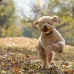 Goldendoodle Puppy Jumping
