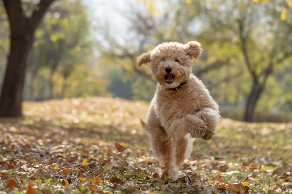 Goldendoodle Puppy Jumping jpg